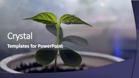  Presentation with seed growing - Presentation featuring sprouting seeds of catalpa bignonioides background and a gray colored foreground