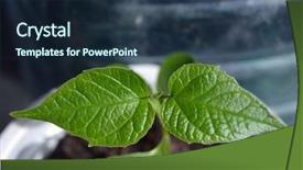  Presentation with soil tamplates - Presentation consisting of sprouting seeds of catalpa bignonioides background and a tawny brown colored foreground