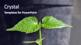  Presentation with soil - Colorful presentation enhanced with sprouting seeds of catalpa bignonioides backdrop and a navy blue colored foreground