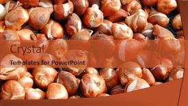  Presentation with sprouting plant - Cool new presentation design with sprouting tulip bulbs background in autumn ready to plant backdrop and a red colored foreground