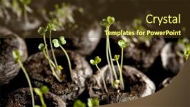  Presentation with rocket - PPT theme enhanced with sprouts-of-aruglua-rocket-eruca background and a tawny brown colored foreground