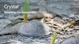  Presentation with coconut - PPT theme enhanced with sprouts of coconut palm background and a gray colored foreground
