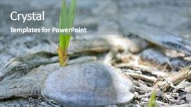  Presentation with coconut - PPT theme with sprouts of coconut palm background and a gray colored foreground