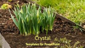  Presentation with flowers - Amazing PPT theme having sprouts-of-daffodils-flowers backdrop and a tawny brown colored foreground