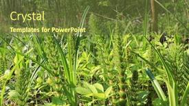  Presentation with forest morning - Slide set having sprouts-of-fern-in-morning background and a tawny brown colored foreground