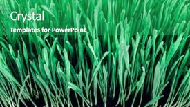  Presentation with art white gray grey - Slide deck consisting of sprouts of green wheat grass background and a ocean colored foreground