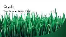  Presentation with art white gray grey - Colorful theme enhanced with sprouts of green wheat grass backdrop and a white colored foreground