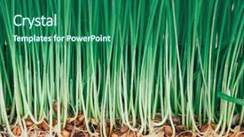  Presentation with white green - Audience pleasing slides consisting of sprouts of green wheat grass backdrop and a ocean colored foreground