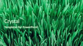  Presentation with art white gray grey - PPT layouts consisting of sprouts of green wheat grass background and a forest green colored foreground
