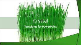  Presentation with wheat - Audience pleasing presentation consisting of sprouts of green wheat grass on white background backdrop and a forest green colored foreground