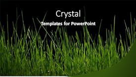  Presentation with wheat - Colorful slide deck enhanced with sprouts-of-green-wheat-grass backdrop and a black colored foreground