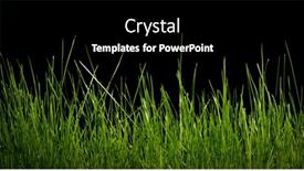  Presentation with wheat - Slide deck having sprouts-of-green-wheat-grass background and a black colored foreground