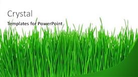  Presentation with wheat - PPT theme featuring sprouts-of-green-wheat-grass and a white colored foreground