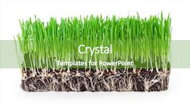  Presentation with art white gray grey - Presentation theme having sprouts of green wheat grass background and a tawny brown colored foreground