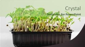  Presentation with microgreen - Beautiful PPT theme featuring sprouts-of-organic-mush-microgreen backdrop and a mint green colored foreground