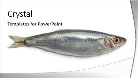  Presentation with background - PPT theme with great grey owl perching on a tree in winter background and a light gray colored foreground.