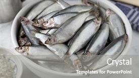  Presentation with small european robin erithacus rubecula - Slide deck consisting of sprtts - fresh raw european sprat background and a  colored foreground