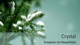  Presentation with spruce - Slide deck enhanced with spruce branch in the snow background and a mint green colored foreground