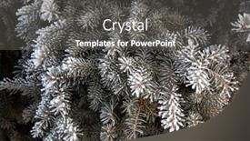  Presentation with spruce - Amazing presentation design having spruce-branch-is-covered backdrop and a dark gray colored foreground