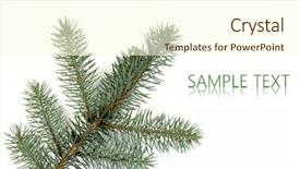  Presentation with spruce - PPT theme having spruce branch over white background background and a cream colored foreground