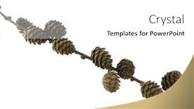  Presentation with spruce - Colorful PPT layouts enhanced with spruce-branch-with-cones-studio backdrop and a white colored foreground