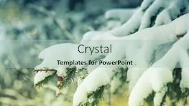  Presentation with spruce - PPT theme with spruce branches covered with snow in winter background and a mint green colored foreground
