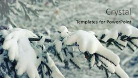  Presentation with spruce - Slide set featuring spruce branches covered with snow in winter background and a light gray colored foreground