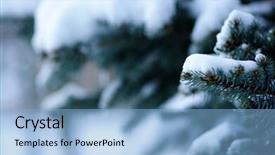  Presentation with spruce - Beautiful presentation theme featuring spruce branches covered with snow in winter backdrop and a light blue colored foreground