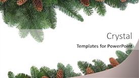  Presentation with pine cone - PPT theme enhanced with spruce-fir-and-pine-cone background and a white colored foreground
