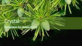  Presentation with spruce - Presentation theme enhanced with spruce pine branch natural background background and a tawny brown colored foreground