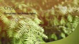  Presentation with spruce - Audience pleasing PPT layouts consisting of spruce tree branches background backdrop and a gold colored foreground