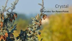  Presentation with spruce - Cool new slides with spruce-tree-top-detail backdrop and a light blue colored foreground