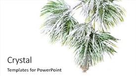  Presentation with snow tree - Beautiful presentation theme featuring spruce tree with fresh snow backdrop and a white colored foreground