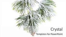  Presentation with christmas tree - Colorful slides enhanced with spruce tree with fresh snow backdrop and a  colored foreground
