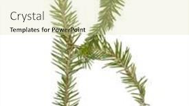  Presentation with spruce - Presentation having spruce twigs forming the letter 'b' isolated on white background and a soft green colored foreground