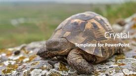  Presentation with turtle - Cool new slide set with spur-thighed-turtle-testudo-graeca backdrop and a coral colored foreground