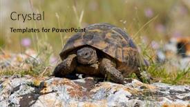  Presentation with red earedr turtle sunning - Audience pleasing PPT layouts consisting of spur-thighed-turtle-testudo-graeca backdrop and a coral colored foreground