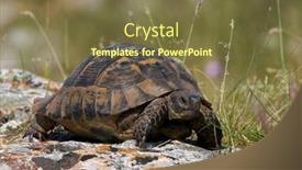  Presentation with turtle - Audience pleasing presentation theme consisting of spur-thighed-turtle-testudo-graeca backdrop and a tawny brown colored foreground