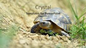  Presentation with red earedr turtle sunning - Cool new presentation with spur-thighed-turtle-testudo-graeca backdrop and a soft green colored foreground