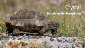  Presentation with turtle - Amazing slide deck having spur-thighed-turtle-testudo-graeca backdrop and a coral colored foreground