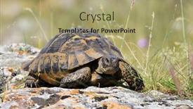  Presentation with turtle - Presentation having spur-thighed-turtle-testudo-graeca background and a mint green colored foreground