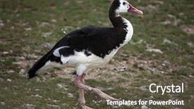  Presentation with good life good job - Amazing PPT theme having spur-winged goose plectropterus gambensis backdrop and a dark gray colored foreground