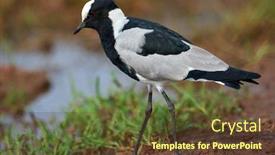  Presentation with spring - Presentation theme enhanced with spur-winged-lapwing-in-natural background and a tawny brown colored foreground