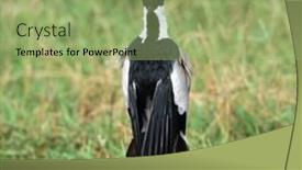  Presentation with natural - Presentation enhanced with spur-winged-lapwing-vanellus-spinosus background and a seafoam green colored foreground