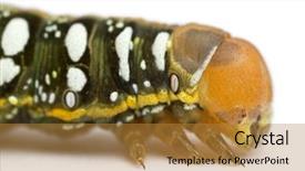  Presentation with hawk - Amazing slide deck having spurge-hawk-hyles-euphorbiae-caterpillar backdrop and a gold colored foreground