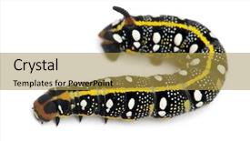  Presentation with hawk - Slide deck with spurge hawk hyles euphorbiae caterpillar 3 weeks old against white background background and a gold colored foreground