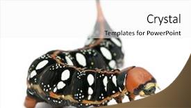  Presentation with hawk - Presentation featuring spurge hawk hyles euphorbiae caterpillar against white background background and a white colored foreground