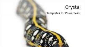  Presentation with hawk - Presentation with spurge hawk hyles euphorbiae caterpillar 3 weeks old against white background background and a white colored foreground