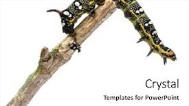  Presentation with hawk - Presentation theme featuring spurge hawk hyles euphorbiae caterpillar background and a white colored foreground
