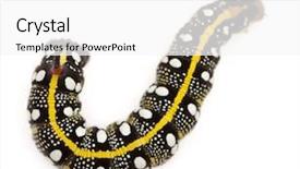  Presentation with hawk - Amazing presentation theme having spurge hawk hyles euphorbiae caterpillar against white background backdrop and a white colored foreground